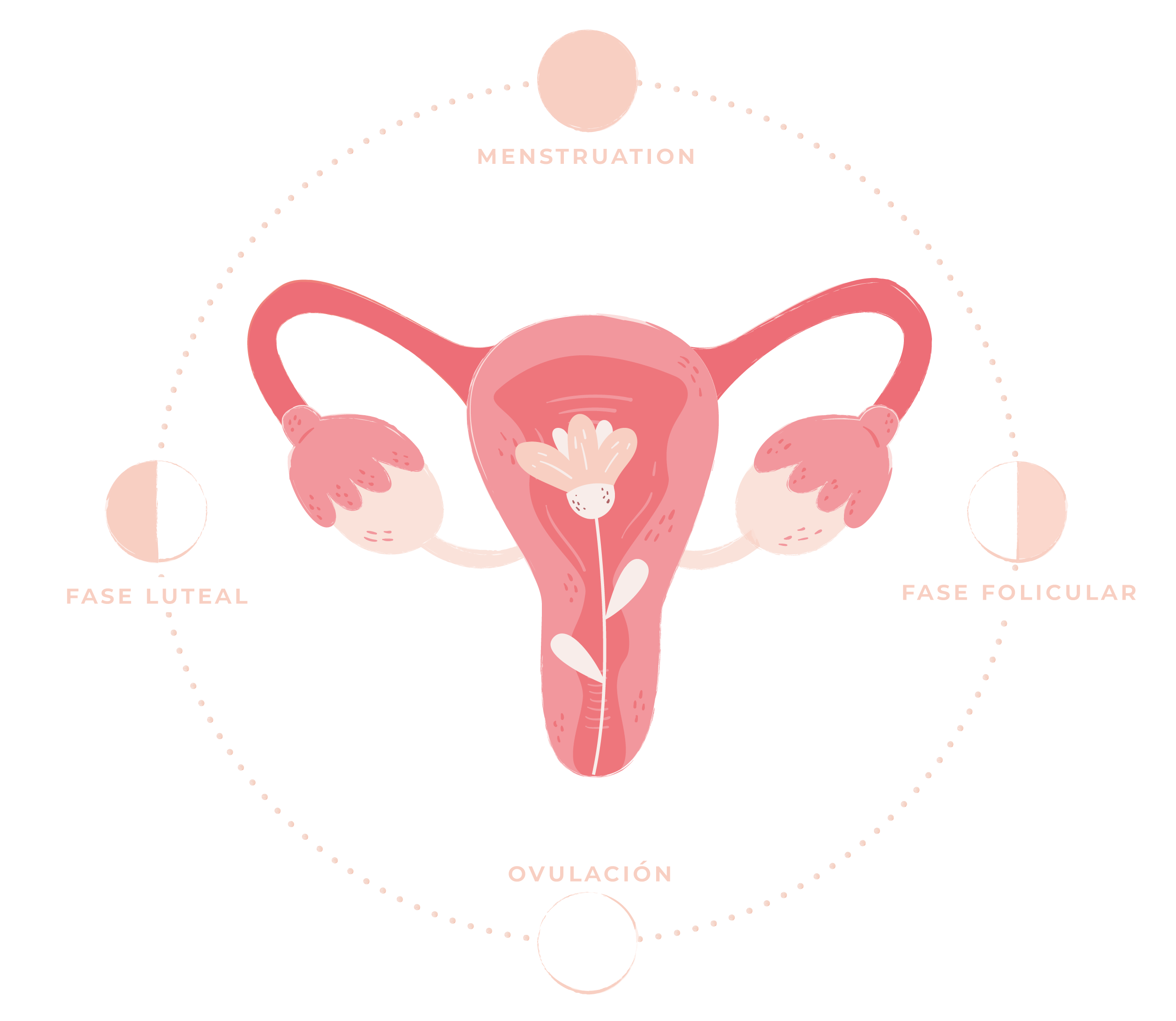 Fertilidad, salud mujer 